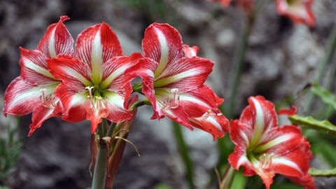 Rot und weiß gestreife Amaryllis. (Foto: IMAGO, IMAGO / agefotostock)
