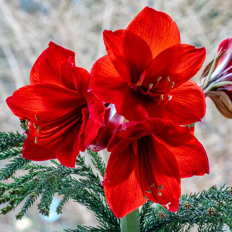 Rote Amaryllis-Blüten mit Details von Blütenstempeln und Pollen.