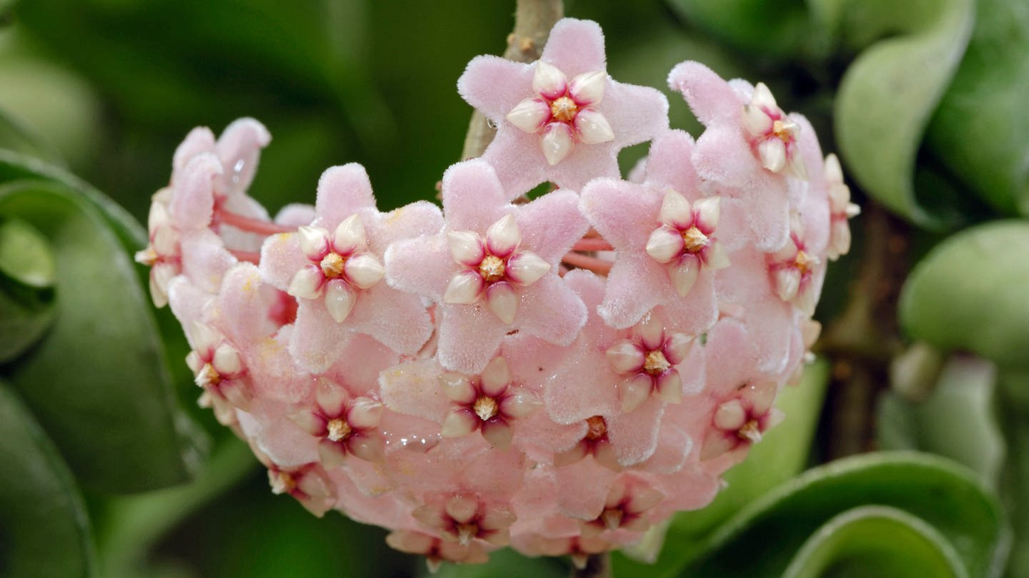 Die Wachsblume, auch Porzellanblume, ist eine gut riechende Zimmerpflanze. (Foto: picture-alliance / Reportdienste, picture alliance / imageBROKER | Huetter, C.)