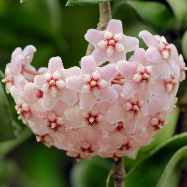 Die Wachsblume, auch Porzellanblume, ist eine gut riechende Zimmerpflanze. (Foto: picture-alliance / Reportdienste, picture alliance / imageBROKER | Huetter, C.)