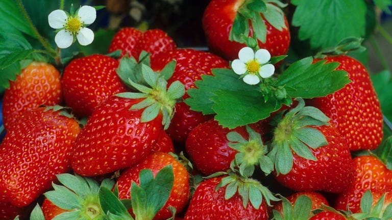 Erdbeeren anbauen und ernten: gepflückte, rote Erdbeeren auf einem Haufen mit Erdbeerblüten.