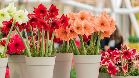 Zimmerpflanzen: Amaryllis pflegen im Topf für schönen Blüten in rosa und rot. (Foto: picture-alliance / Reportdienste, picture alliance / Shotshop | ewastudio)