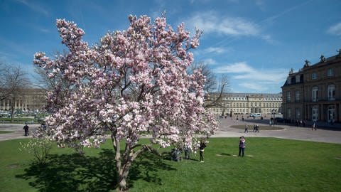 Ein Magnolienbaum blüht auf dem Schlossplatz in Stuttgart. (Foto: picture-alliance / Reportdienste, picture alliance / dpa | Marijan Murat)