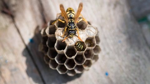 Kleines Wespennest: Eine Wespe sitzt an den Waben - wie kann man Wespen daran hindern ein Nest zu bauen? (Foto: IMAGO, Kickner)