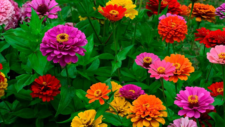 Viele Blumen können Sie selbst aussäen: z.B. prächtig bunte Zinnien, hier in Pink und Orange (Foto: IMAGO, IMAGO / Zoonar)