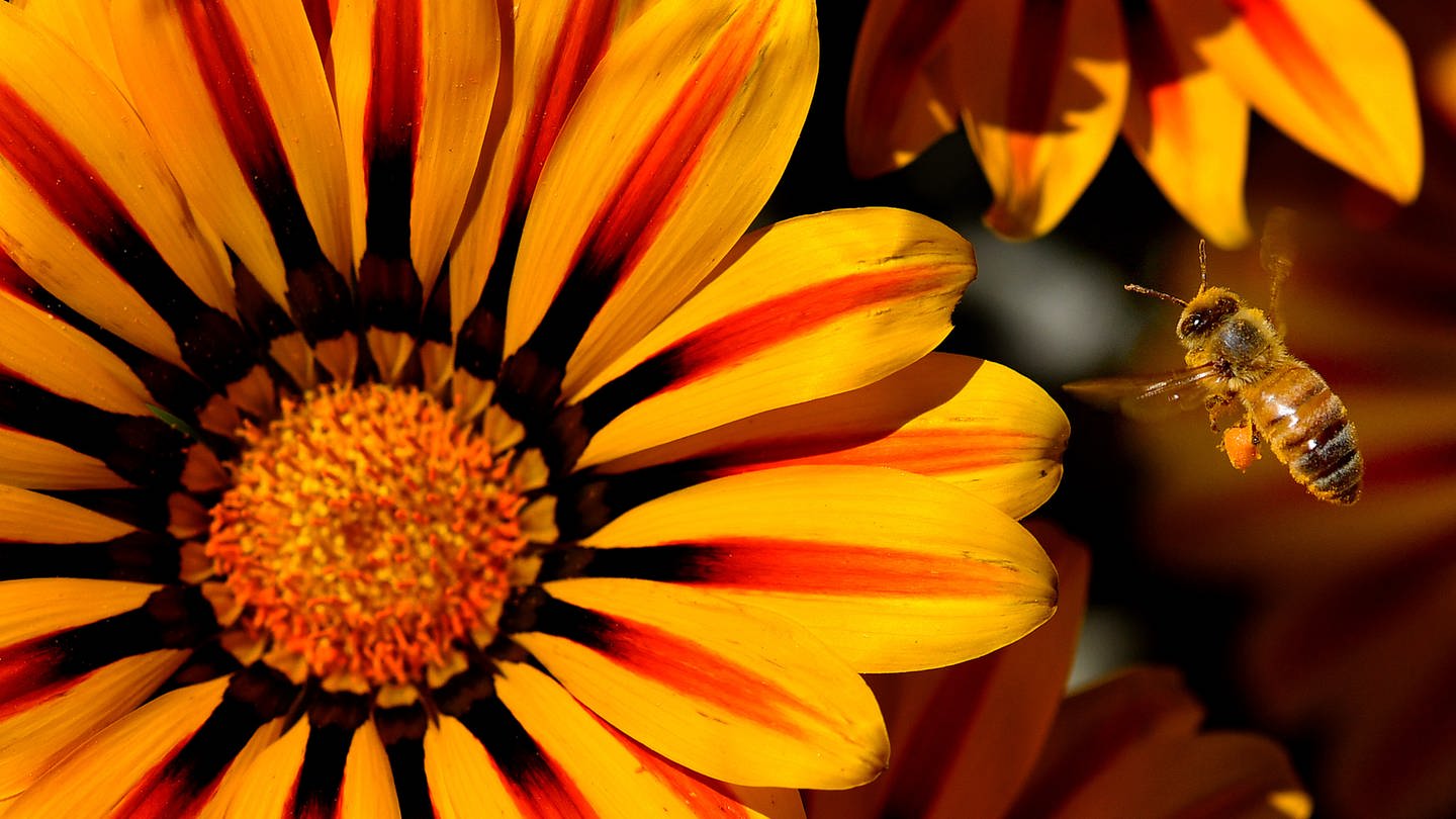 Sommerblumen: Eine blühende Gazanie mit einer Biene. (Foto: picture-alliance / Reportdienste, picture alliance / ZUMAPRESS.com | Will Lester)