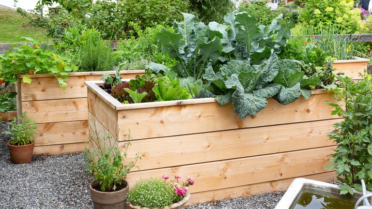 Gemüseanbau im Garten in einem Hochbeet. (Foto: picture-alliance / Reportdienste, CHROMORANGE / Weingartner)