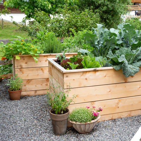 Gemüseanbau im Garten in einem Hochbeet.