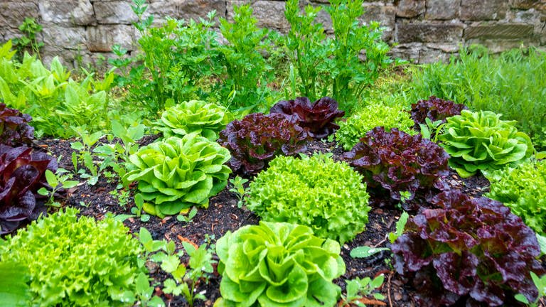 Ein Gemüsebeet in einem Garten, das gute geplant ist. Mit Salat, Spinat und Petersilie. (Foto: picture-alliance / Reportdienste, Westend61 | Nabiha Dahhan)
