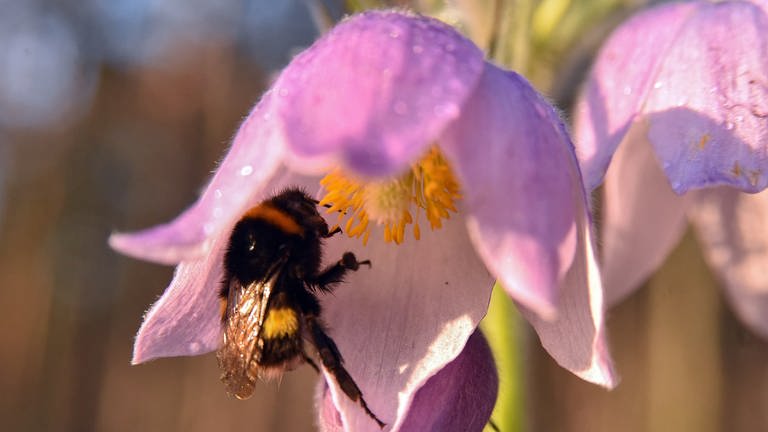 Die Pulsatilla hält Hitze und Trockenheit im Sommer gut aus. Ihre rosa Glockenblüte wird von einer Biene angeflogen.