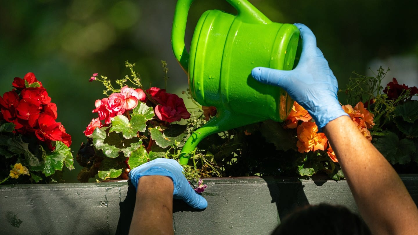Eine Frau gießt ein Blumenbeet mit einer kleinen, grünen Gießkanne. (Foto: picture-alliance / Reportdienste, picture alliance/dpa | Peter Kneffel)