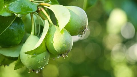 Birnen reifen am Birnbaum: Der Sommerschnitt hilft Obstbäumen, mehr Eneregie in die Früchte zu stecken. (Foto: picture-alliance / Reportdienste, picture alliance / Shotshop | Li-Bro)