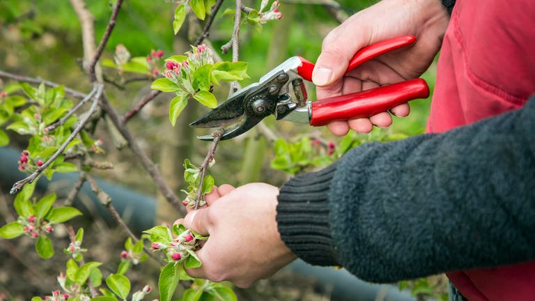 Ein Apfelbaum wird mit einer Gartenschere  beschnitten. (Foto: picture-alliance / Reportdienste, picture alliance / Rupert Oberhäuser | Rupert Oberhäuser)