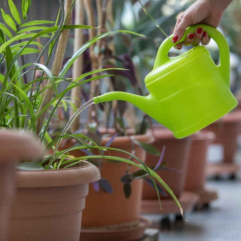 Bewässern einer Pflanze mit der Gießkanne, die Topfpflanze wird gegossen und steht in einer Reihe mit anderen Pflanzen.