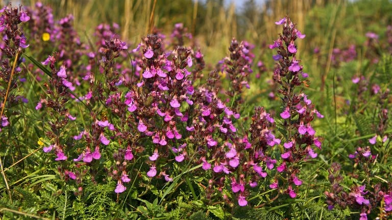 Hitzeverträgliche Pflanzen: Die rosa Blüten eines Edelgamanders oder echten Gamander