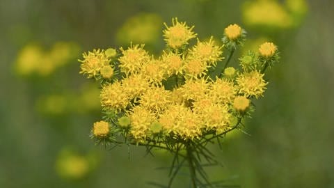 Hitzeverträgliche Pflanzen: Die gelben, feinen Blüten der Goldhaaraster