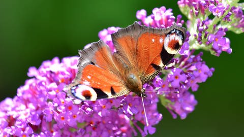 Gartenarbeit im Sommer: Ein bunter Schmetterling sitzt auf der lila Blüte eines Sommerflieders.