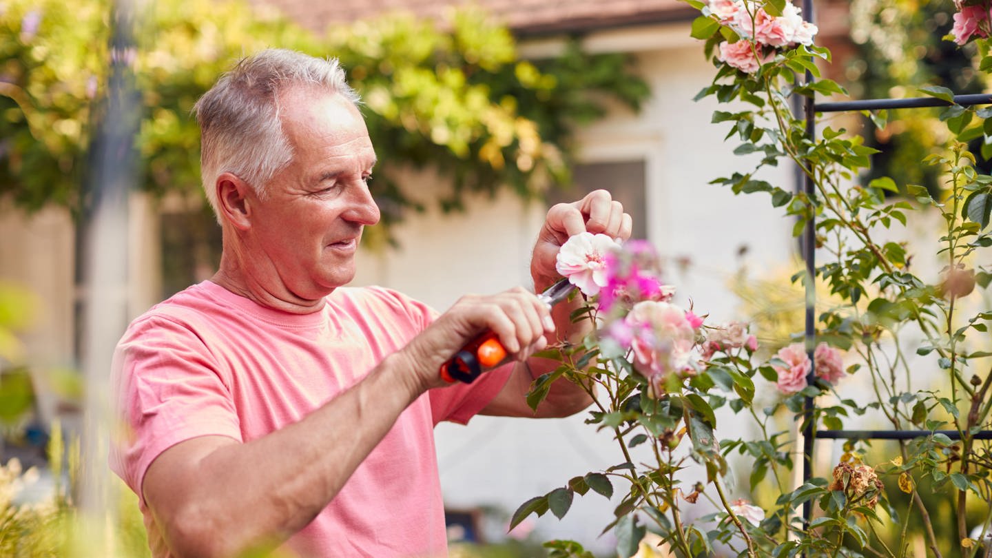 Gartenarbeit im Sommer: Ein älterer Mann schneidet im Garten Rosen mit einer Heckenschere. (Foto: picture-alliance / Reportdienste, Monkey Business 2/Shotshop/picture alliance)