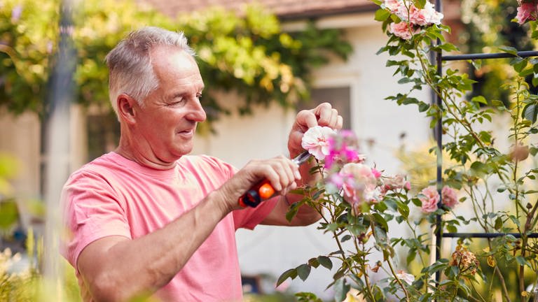 Gartenarbeit im Sommer: Ein älterer Mann schneidet im Garten Rosen mit einer Heckenschere.