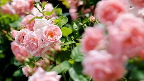 Rosafarbene Rosen blühen im Garten: Mit der richtigen Standortwahl mit viel Licht und Sonne macht man es sich mit der Pflege der Pflanzen leicht.