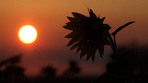 Herbstanfang 2023: Die Sonne geht hinter einem Feld mit Sonnenblumen unter. Der Schattenriss einer Sonnenblume ist besonders deutlich zu sehen.