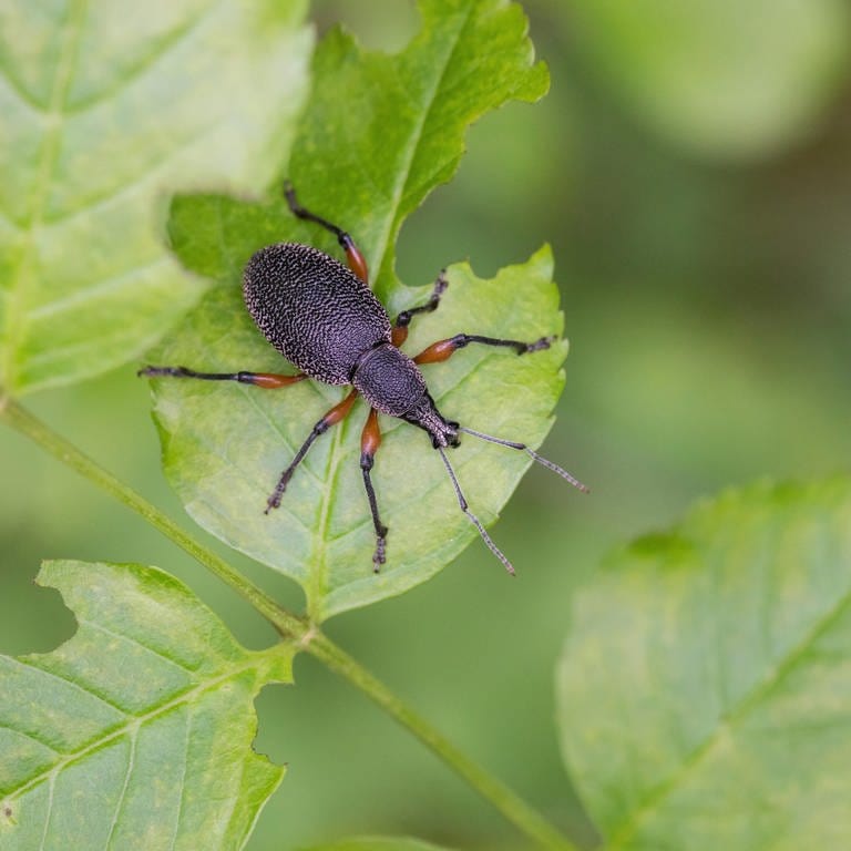 Den Dickmaulrüssler kann man ökologisch bekämpfen. Der Käfer sitzt auf einem Blatt. (Foto: picture-alliance / Reportdienste, picture alliance / blickwinkel/F. Hecker | F. Hecker)