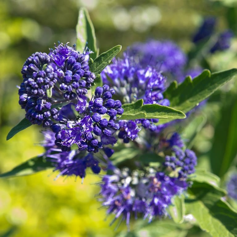 Die Bartblume im Garten richtig pflegen und schneiden, um die blauen Blüten zu genießen.