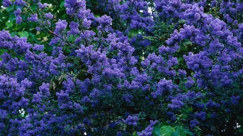 Garten der Zukunft - diese Pflanzen halten Trockenheit und Hitze gut aus: Die Säckelblume mit ihren rosa-blauen Blüten (Foto: picture-alliance / Reportdienste, Picture Alliance)