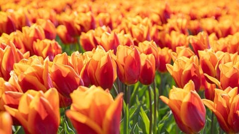 Ein Tulpenfeld in Holland. Mit wunderschönen orange-gelben Blüten. Die Blumenzwiebeln sollten im Herbst in die Erde gesteckt werden. (Foto: picture-alliance / Reportdienste, NurPhoto | Nicolas Economou)
