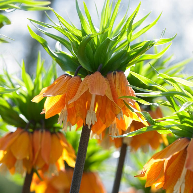 Die Blüte der Kaiserkrone (Fritillaria imperialis Blom's Orange Perfection). Die Blumenzwiebeln sollten Sie im Herbst setzen. 