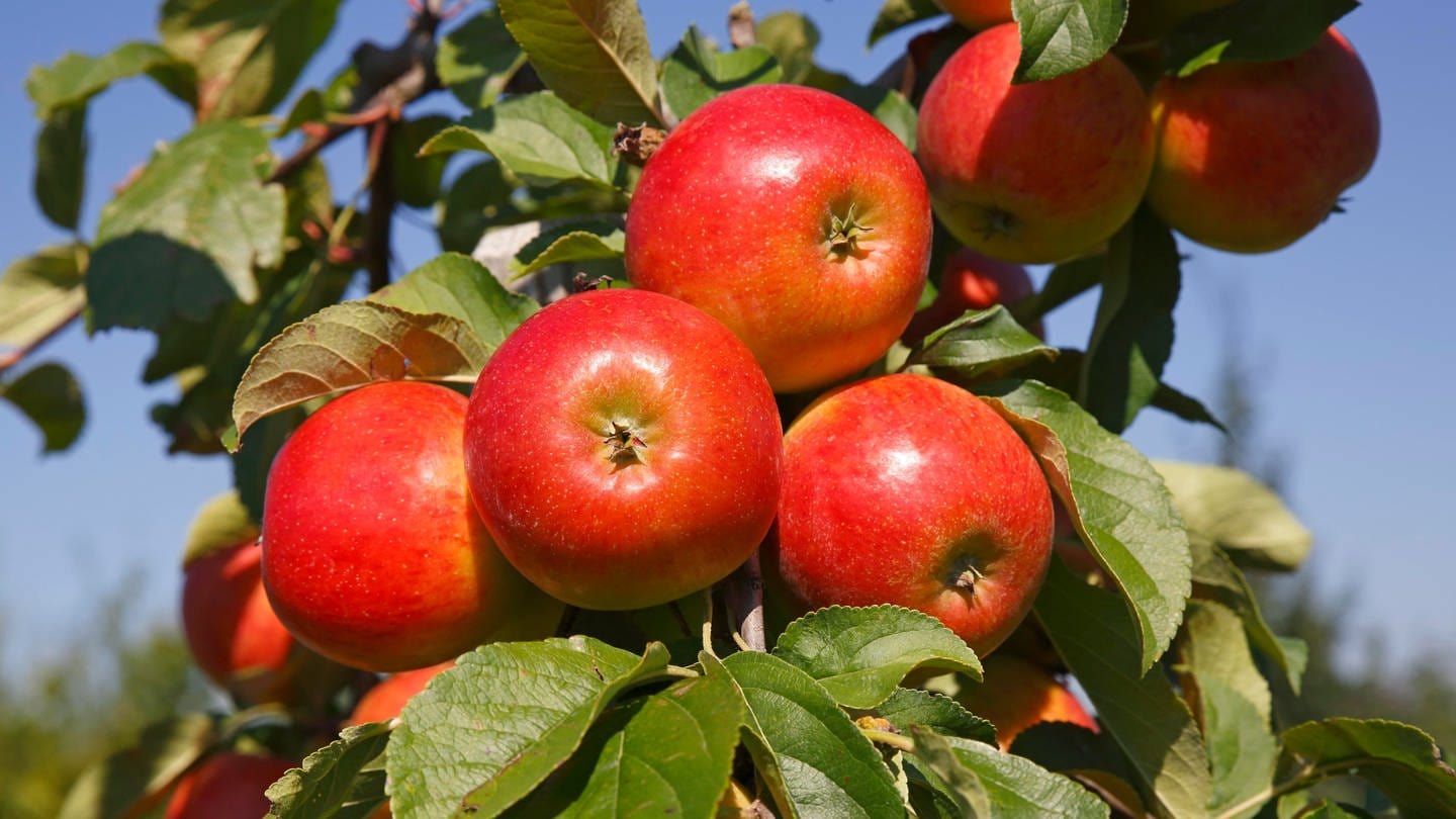Apfelbaum pflanzen: Welche Apfelsorten sind pflegeleicht? Mehrere rotbackige Äpfel der Apfelsorte 