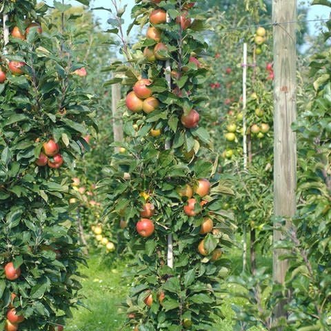 Pflegeleichte Apfelsorten: Ein Säulen-Apfelbaum der Sorte "Rondo", der auch für den Balkon geeignet ist. (Foto: picture-alliance / Reportdienste, Bildagentur-online/McPhoto-Mueller)