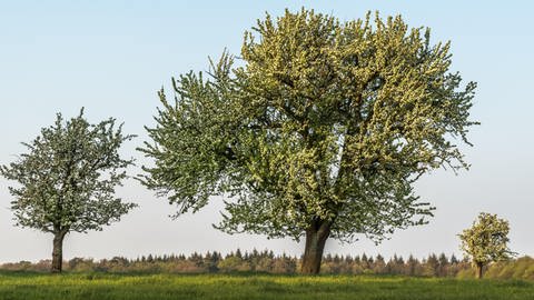 Apfelbaum pflanzen: Welche Apfelsorten sind besonders pflegeleicht? Auf dem Bild sind mehrere blühende Apfelbäume mit weißen Blütenblättern auf einer grünen Wiese zu sehen, darüber ein strahlend blauer Himmel. (Foto: picture-alliance / Reportdienste, Zoonar | Conny Pokorny)