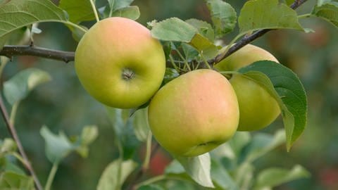 Apfelbaum pflanzen: Welche Apfelsorten sind besonders pflegeleicht? Zwei pralle, leicht rotbackige Äpfel der Sorte "Solaris" hängen an einem Zweig am Apfelbaum. (Foto: picture-alliance / Reportdienste, Bildagentur-online/McPhoto-Mueller)