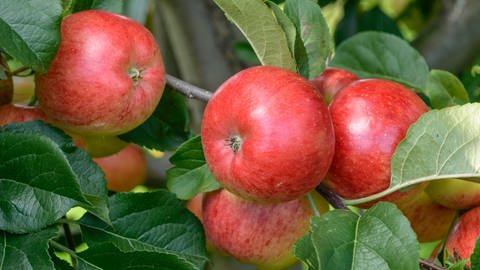 Apfelbaum pflanzen: Welche Apfelsorten sind besonders pflegeleicht? Mehrere rote Äpfel der Sorte "Rubinola" hängen an einem Zweig. (Foto: picture-alliance / Reportdienste, Bildagentur-online/McPhoto-Muell)