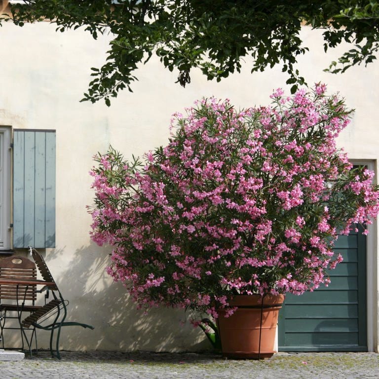 Oleander überwintern: Ein Oleander mit rosafarbenen Blüten steht in einem Kübel auf einer Terrasse an einer Hauswand.