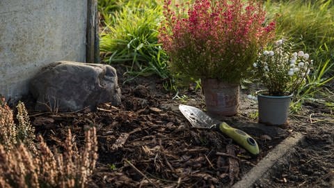 Heidekraut steht im Garten am Beet neben einem Schäufelchen bereit zum Pflanzen.