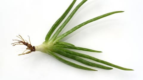 Aloe Vera: Zimmer- und Heilpflanze richtig pflegen: Ein kleiner Ableger einer Aloe Vera-Pflanze liegt auf einem weißen Hintergrund.
