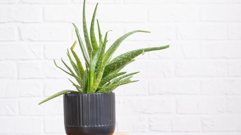 Aloe Vera – Zimmer- und Heilpflanze richtig pflegen: Eine kleine Aloe Vera-Pflanze steht in einem schwarzen Topf vor einer weißen Wand.