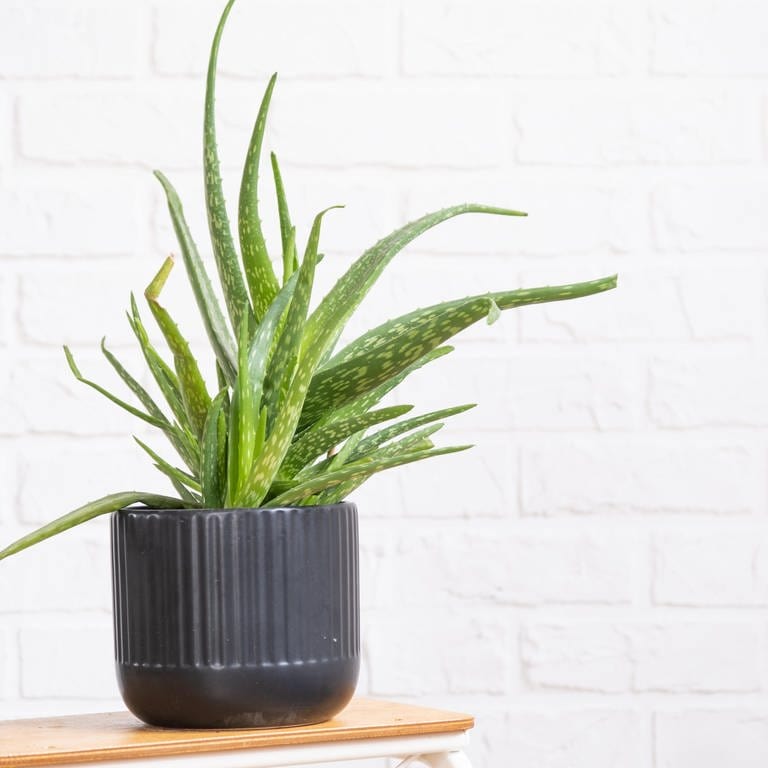 Aloe Vera – Zimmer- und Heilpflanze richtig pflegen: Eine kleine Aloe Vera-Pflanze steht in einem schwarzen Topf vor einer weißen Wand.