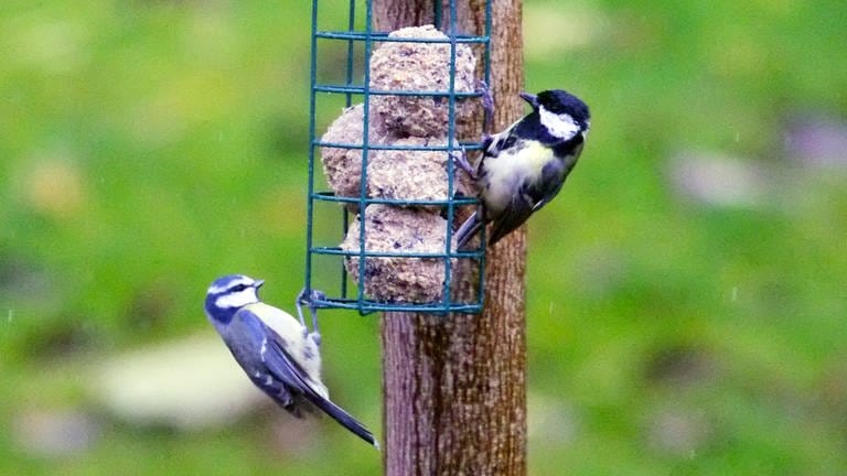 Meisen am Spender für Vogelfutter: Wildvögel im Garten und auf der Terrasse zu füttern hilft den Tieren durch den Herbst und Winter.