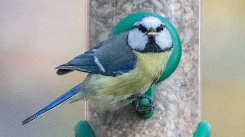Eine Blaumeise sitzt an einer Futterstation für Wildvögel: Gerade mit diesen Röhren kann man unterschiedliches Futter anbieten, um für mehrere Vogelarten attraktiv zu sein.  (Foto: dpa Bildfunk, dpa | Sebastian Gollnow)