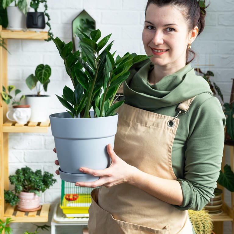 Zimmerpflanzen im Winter richtig pflegen und gießen (Foto: picture-alliance / Reportdienste, picture alliance / Zoonar | Olga Simonova)