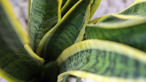 Bogenhanf ist eine pflegeleichte Zimmerpflanze. (Foto: picture-alliance / Reportdienste, dpa Themendienst | Andrea Warnecke)