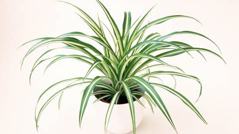 Die Grünlilie ist eine pflegeleichte und beliebte Zimmerpflanze (Foto: picture-alliance / Reportdienste,  WILDLIFE/D.Harms)