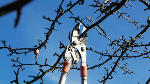 Eine Astschere beim Schnitt eines Birnbaums: Für den Obstbaumschnitt ist der späte Winter der optimale Zeitpunkt.