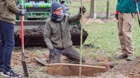 Ein Mann pflanzt einen Apfelbaum in einem großen Pflanzloch: Schon direkt nach dem Setzen braucht es einen ersten Obstbaumschnitt. Der Winter dann ist der nächste gute Zeitpunkt für einen Baumschnitt.