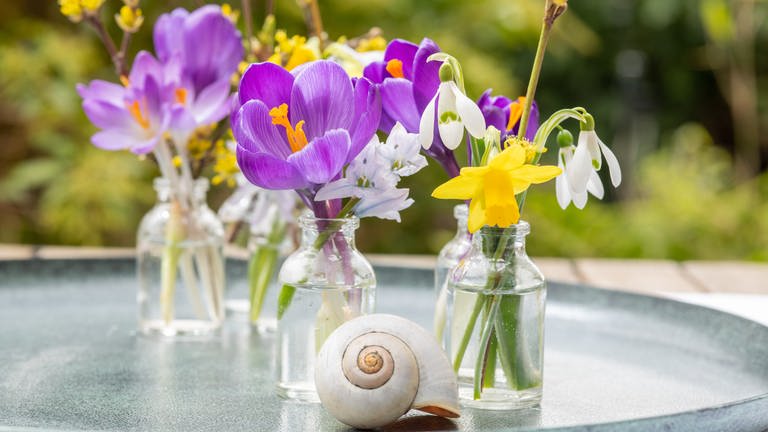 Krokusse und andere Frühblüher in der Vase: So zieht der Frühling ein.
