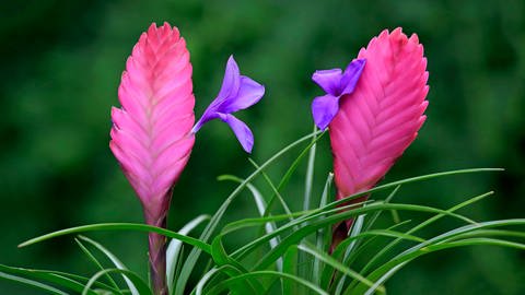 Gartentipp: Tillandsien richtig pflegen: Zwei schöne, rosane Blüten einer Tillandsie.