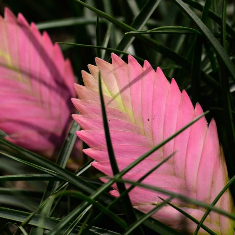 Gartentipp: Tillandsien richtig pflegen. Zwei rosa Blätter einer Tillandsie (Foto: picture-alliance / Reportdienste, picture alliance / dpa Themendienst | Andrea Warnecke)